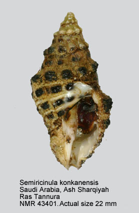 Semiricinula konkanensis.jpg - Semiricinula konkanensis(Melvill,1893)
